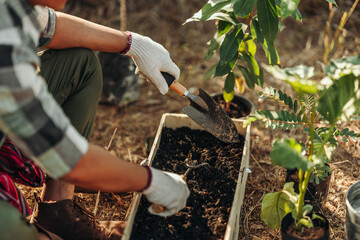 Gardeners use rakes to spread soil in long pots before planting vegetables.