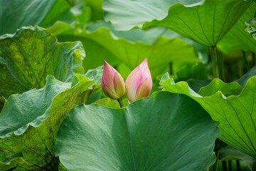 Lotus flowers bloom on the surface of the lake