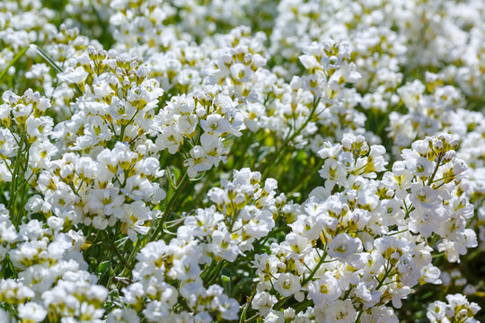 Arabis Caucasica or mountain rock cress plant at the botanical garden. Arabis caucasica Flore Plena is used for rockeries and alpine rock