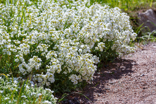 Arabis Caucasica, аrabis plena or mountain rock cress plant at the botanical garden
