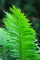 fern leaf in the forest