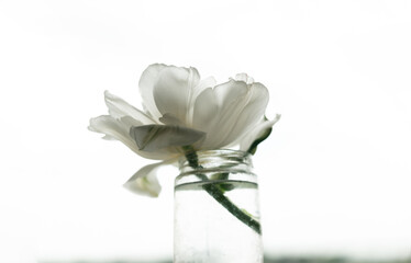 Beautiful white flower peony in glass vase