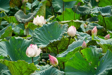 Lotus flowers bloom on the surface of the lake