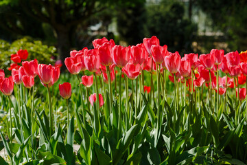 A group of beautiful tulips in the spring garden