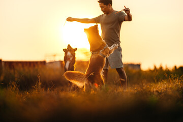 dog happy jumps and grabs dog treats on his owner's hand on the grass during the sunset. Pet...