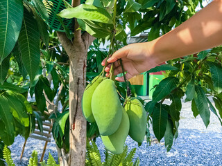 Hand of young female farmer holding mangoes to check quality of mango fruits in her organic farm at garden. Hand of woman holding a green mango fruit with some green leaves around from a mango tree.