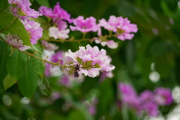 Lagerstroemia speciosa flowers bloom in summer