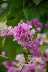 Lagerstroemia speciosa flowers bloom in summer