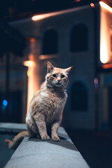 Beautiful and cute orange cut standing on a wall under a street light with orange background lights. 