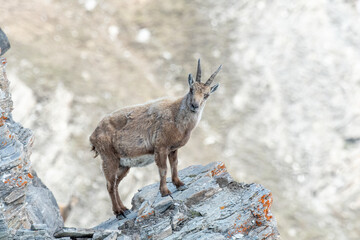 Alpine ibex (Capra ibex) standing at the edge of a precipice on a rocky wall in its typical...
