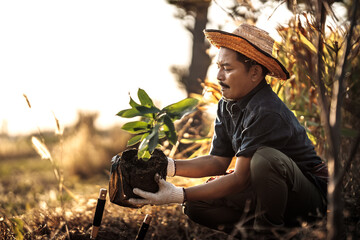 A gardener is planting a mango tree in the garden.