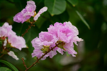 Lagerstroemia speciosa flowers bloom in summer