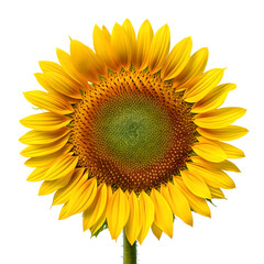 Sunflower isolated background. Flowering plants in the daisy family.