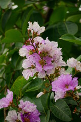Lagerstroemia speciosa flowers bloom in summer