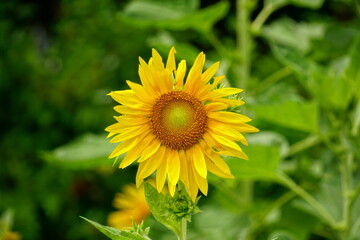 sunflower in the field