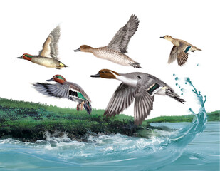 canard pilet, sarcelle d'hiver, vague, eau, rivière, lac, limpide, chasse, gibier, rocher, vol, oiseau, nature, sauvage, 