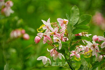 Cassia javanica flowers bloom on the tree