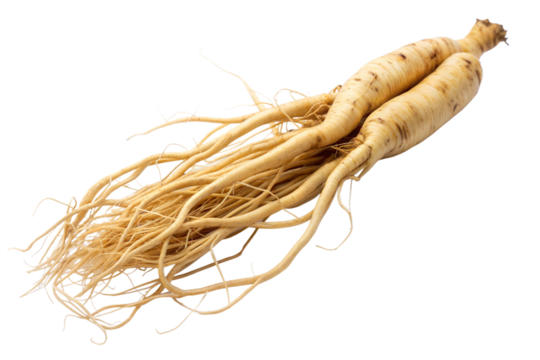 Two ginseng roots with detailed fibers on a transparent background, showcasing texture and color