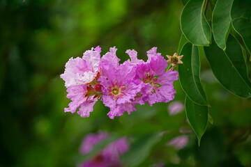 Lagerstroemia speciosa flowers bloom in summer