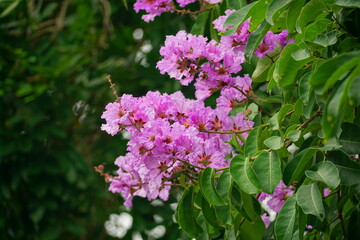 Lagerstroemia speciosa flowers bloom in summer