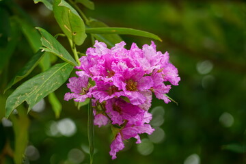 Lagerstroemia speciosa flowers bloom in summer