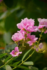 Fototapeta premium Lagerstroemia speciosa flowers bloom in summer