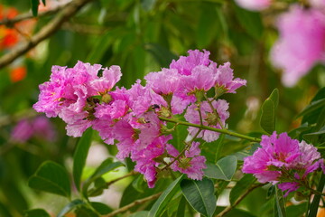 Fototapeta premium Lagerstroemia speciosa flowers bloom in summer