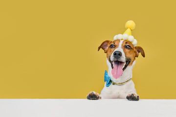 Funny dog wearing a party hat and bowtie celebrating at a birthday party