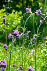 Cirsium rivulare is a species of flowering plant in the family Asteraceae.