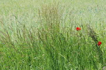 The beauty of the little things around us