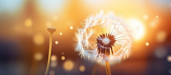 water drop on dandelion seed in nature macro Soft selective focus