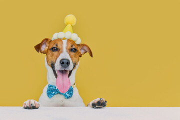 Funny dog wearing a party hat and bowtie celebrating at a birthday party