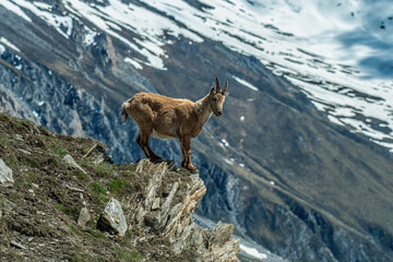 Incredible photo of an alpine ibex or wild mountain goat standing at the edge of a cliff, against...