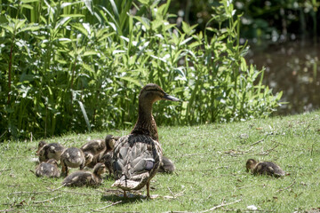 female mallard duck with family of young ducklings