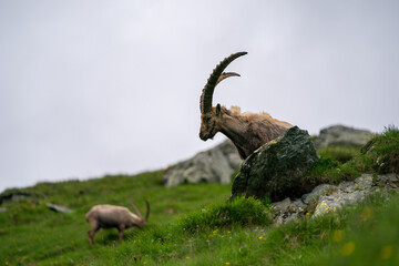 Close-up shot of a majestic mountain ibex (Capra ibex) in the wild with impressive horns and a...