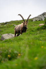 Close-up shot of a majestic mountain ibex (Capra ibex) in the wild with impressive horns and a commanding gaze. The photograph captures this magnificent animal in its natural mountain habitat.