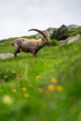 Close-up shot of a majestic mountain ibex (Capra ibex) in the wild with impressive horns and a commanding gaze. The photograph captures this magnificent animal in its natural mountain habitat.