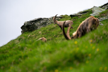 Close-up shot of a majestic mountain ibex (Capra ibex) in the wild with impressive horns and a...