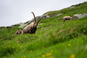 Close-up shot of a majestic mountain ibex (Capra ibex) in the wild with impressive horns and a commanding gaze. The photograph captures this magnificent animal in its natural mountain habitat.
