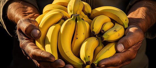 hands A middleman who buys bananas from farmers Bananas yellow