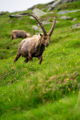 Close-up shot of a majestic mountain ibex (Capra ibex) in the wild with impressive horns and a commanding gaze. The photograph captures this magnificent animal in its natural mountain habitat.
