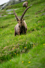 Close-up shot of a majestic mountain ibex (Capra ibex) in the wild with impressive horns and a commanding gaze. The photograph captures this magnificent animal in its natural mountain habitat.