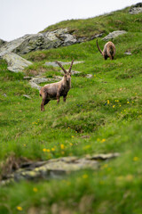 Close-up shot of a majestic mountain ibex (Capra ibex) in the wild with impressive horns and a commanding gaze. The photograph captures this magnificent animal in its natural mountain habitat.