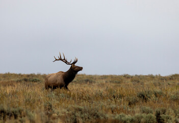 Bull Elk During the Rut in Wyoming in Autumn