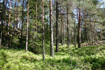Obraz premium In the forest