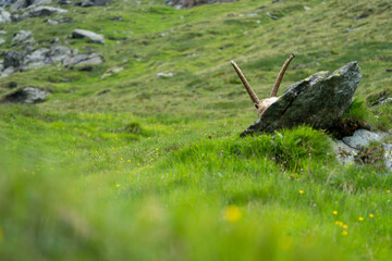Close-up shot of a majestic mountain ibex (Capra ibex) in the wild with impressive horns and a commanding gaze. The photograph captures this magnificent animal in its natural mountain habitat.
