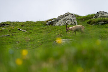 Close-up shot of a majestic mountain ibex (Capra ibex) in the wild with impressive horns and a commanding gaze. The photograph captures this magnificent animal in its natural mountain habitat.