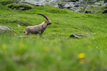 Close-up shot of a majestic mountain ibex (Capra ibex) in the wild with impressive horns and a commanding gaze. The photograph captures this magnificent animal in its natural mountain habitat.