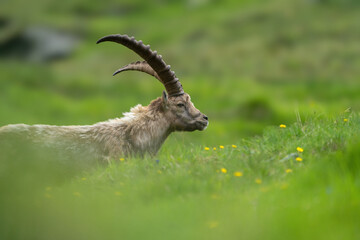 Close-up shot of a majestic mountain ibex (Capra ibex) in the wild with impressive horns and a...