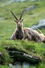 Close-up shot of a majestic mountain ibex (Capra ibex) in the wild with impressive horns and a commanding gaze. The photograph captures this magnificent animal in its natural mountain habitat.